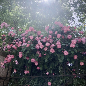 成人免费观看高清在线毛片
