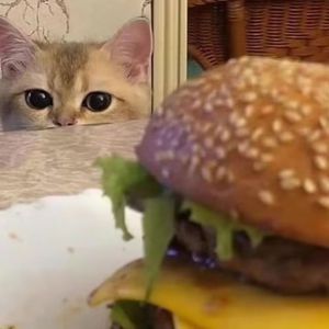 成人免费观看高清在线毛片
